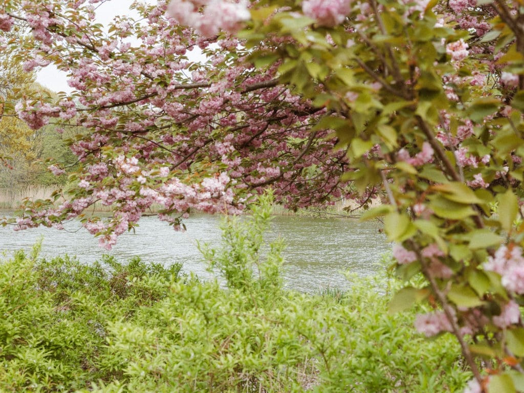 branch-brook-park-new-jersey-engagement-photos-springtime-by-suess-moments-nj-photographer