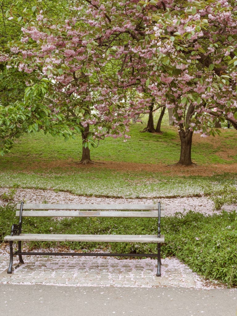branch-brook-park-new-jersey-engagement-photos-springtime-by-suess-moments-nj-photographer