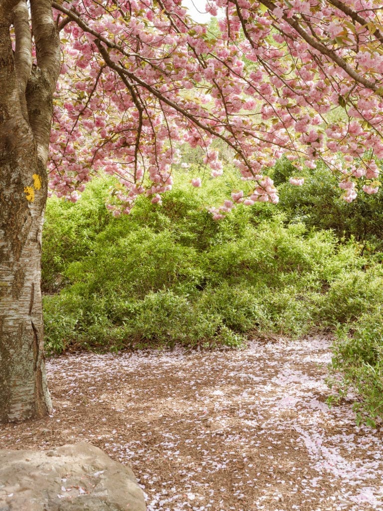 branch-brook-park-new-jersey-engagement-photos-springtime-by-suess-moments-nj-photographer
