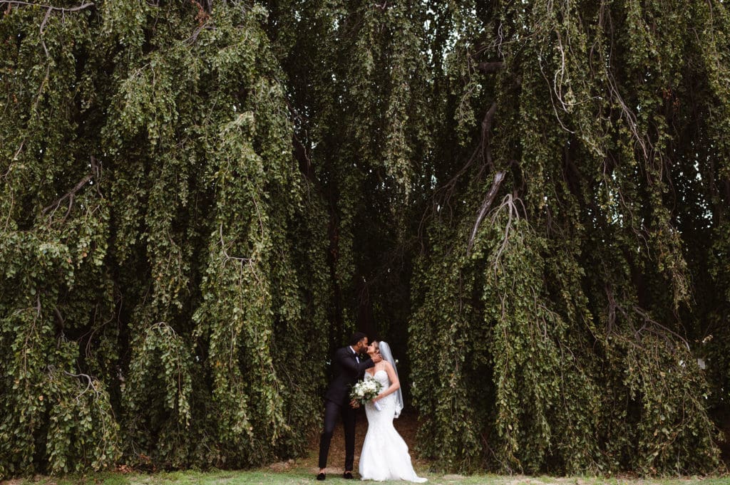 the-weeping-willow-tree-at-whitby-castle