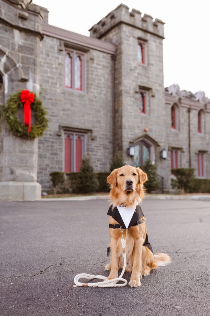 golden-retriever-on-wedding-day-wearing-tux-at-whitby-castle-suess-moments-wedding-photographer