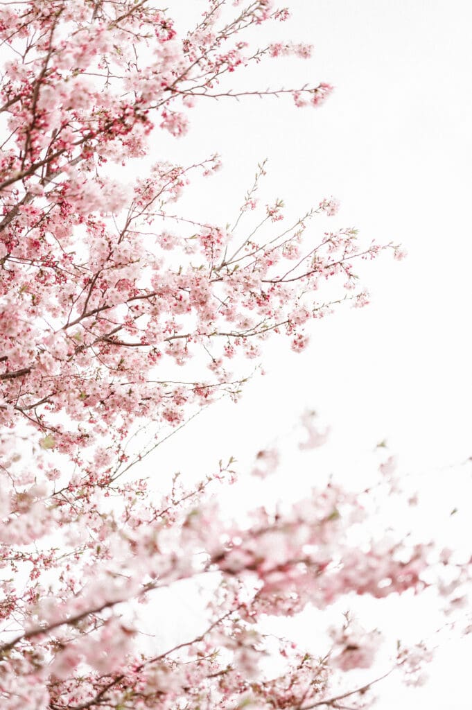 cherry-blossom-tree-liberty-state-park-nj