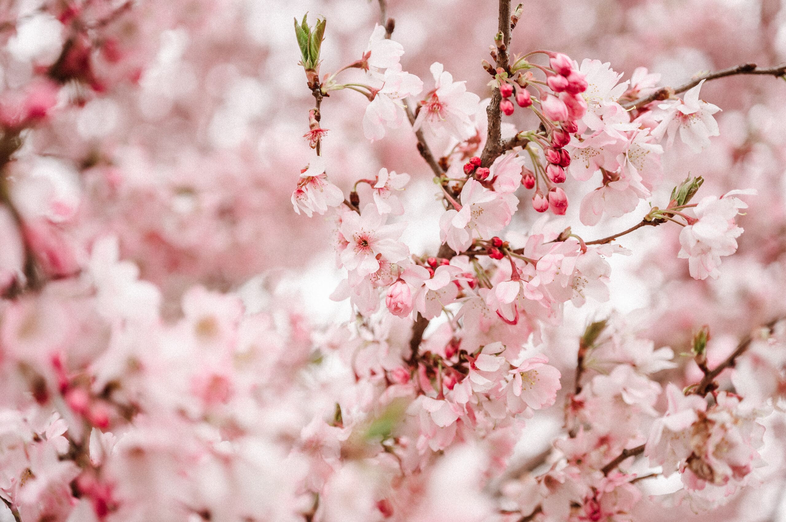 springtime-engagement-photos-locations-new-jersey