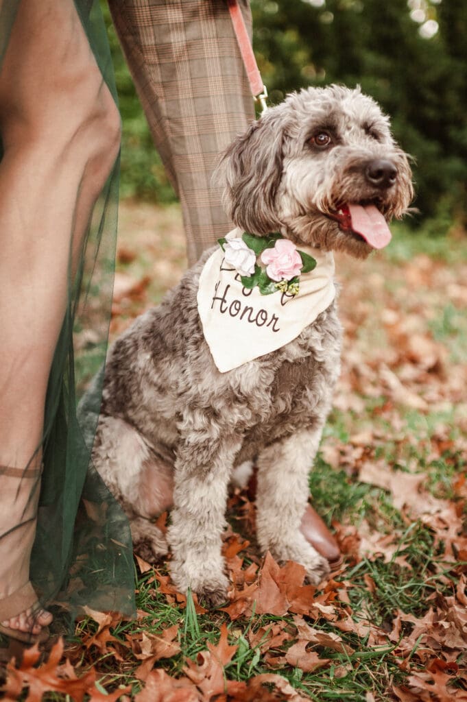 fall-engagement-photos-with-dog-in-central-park-nyc-by-suess-moments-photography