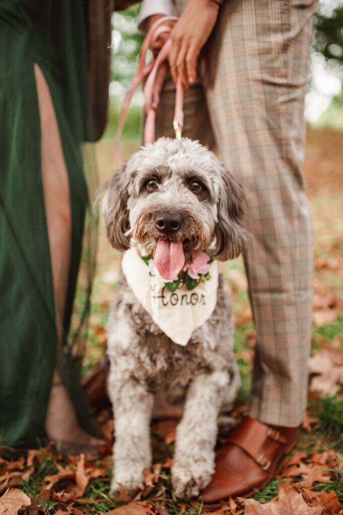 fall-engagement-photos-with-dog-in-central-park-nyc-by-suess-moments-photography