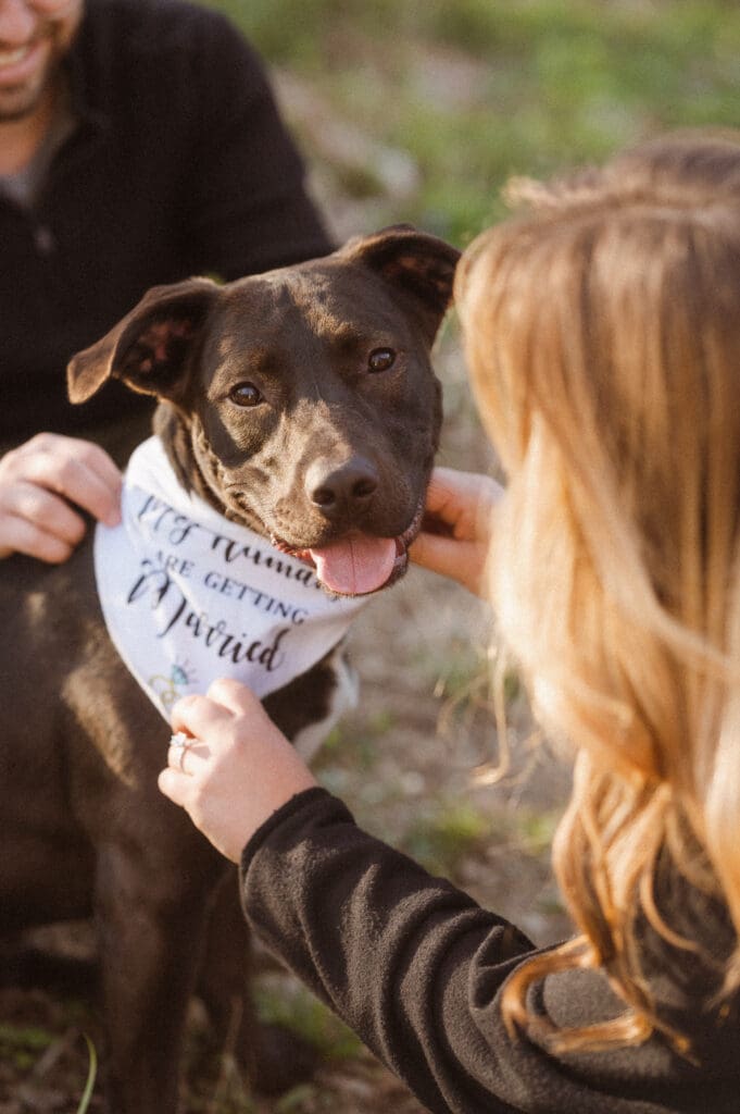 engagement-photos-by-nj-photographer-suess-moments-with-dog