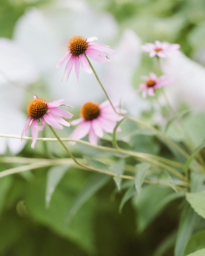 daisy-purple