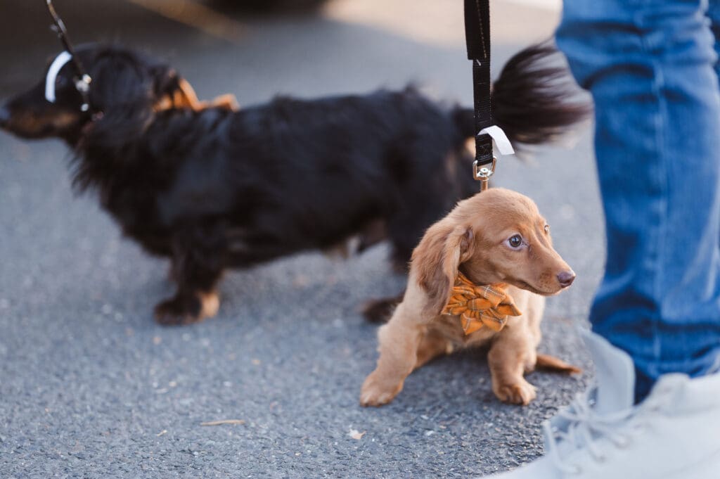 fall-season-engagement-photos-liberty-state-park-nj-with-dogs-by-suess-moments-photography