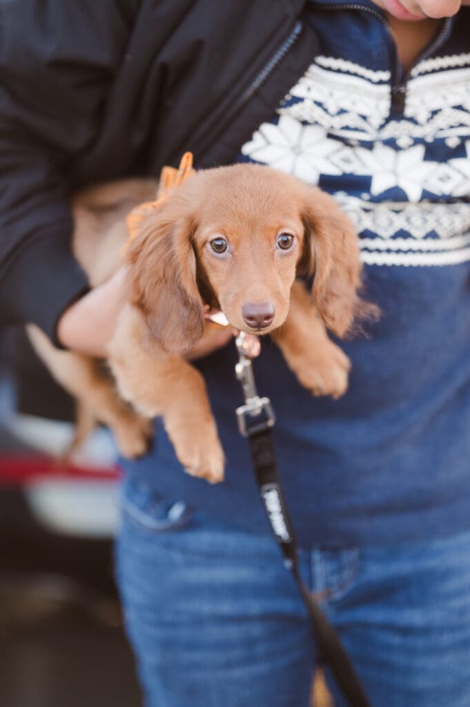 fall-season-engagement-photos-liberty-state-park-nj-with-dogs-by-suess-moments-photography