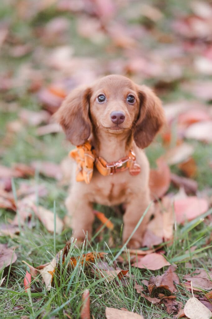 fall-season-engagement-photos-liberty-state-park-nj-with-dogs-by-suess-moments-photography