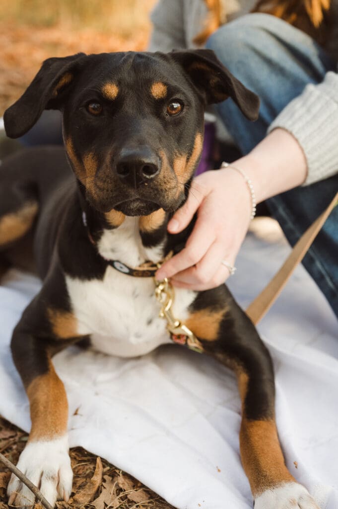 duke-island-park-nj-engagement-photos-with-a-dog-by-suess-moments