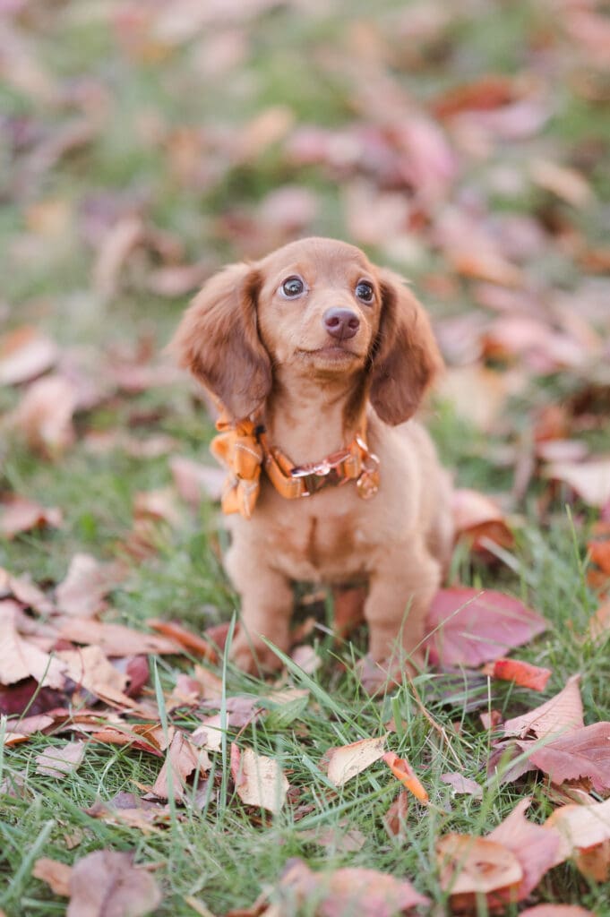 dog-headshot-fall-season