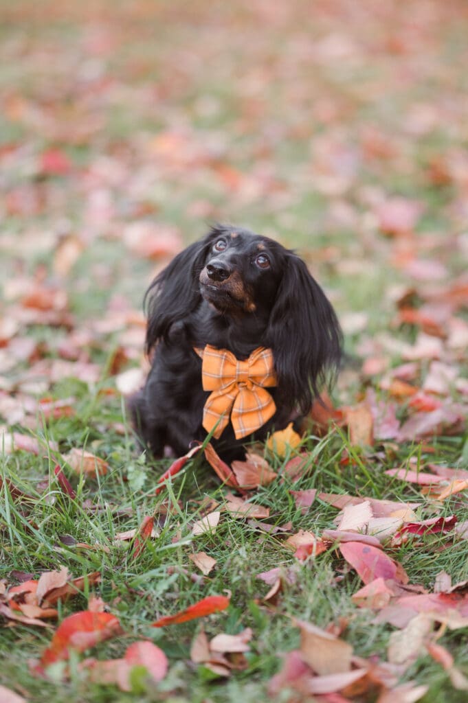 dog-headshot-fall-season
