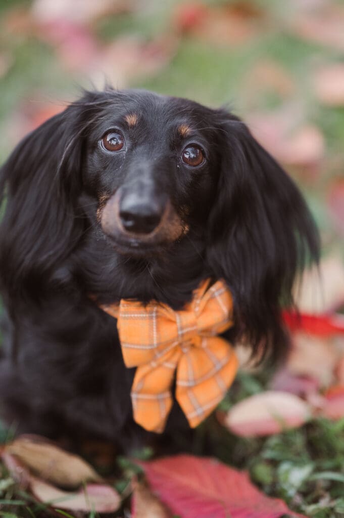dog-headshot-fall-season