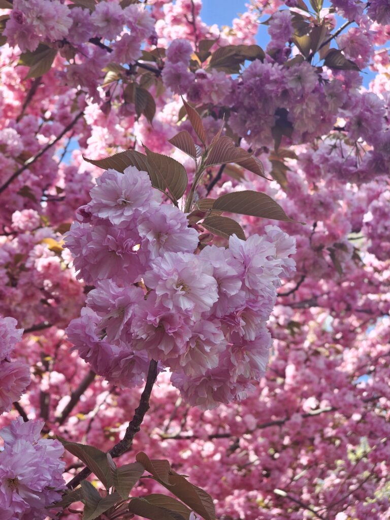 cherry blossoms mid april at snug harbor staten island