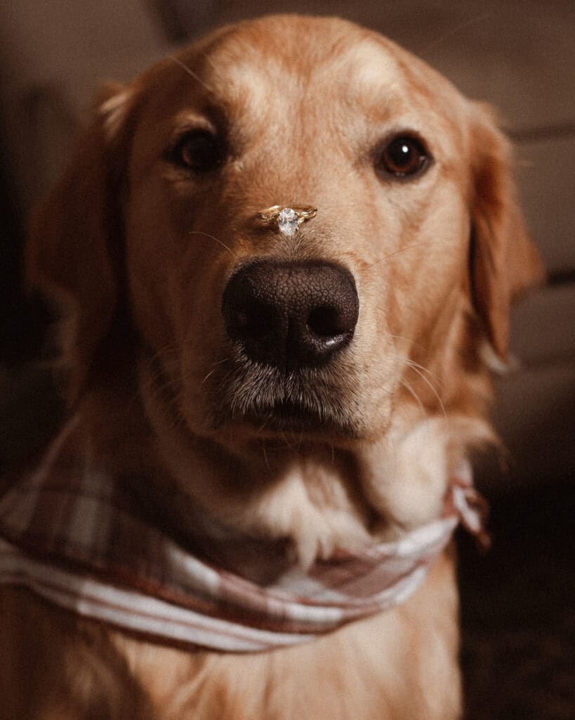 golden-retriever-dog-with-engagement-ring-on-nose-by-suess-moments-nj-photographer
