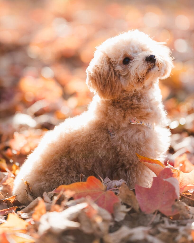 fall-dog-photos-by-suess-moments