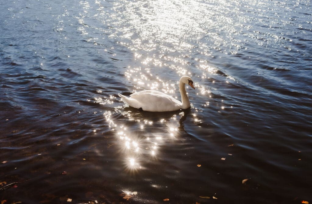 swan