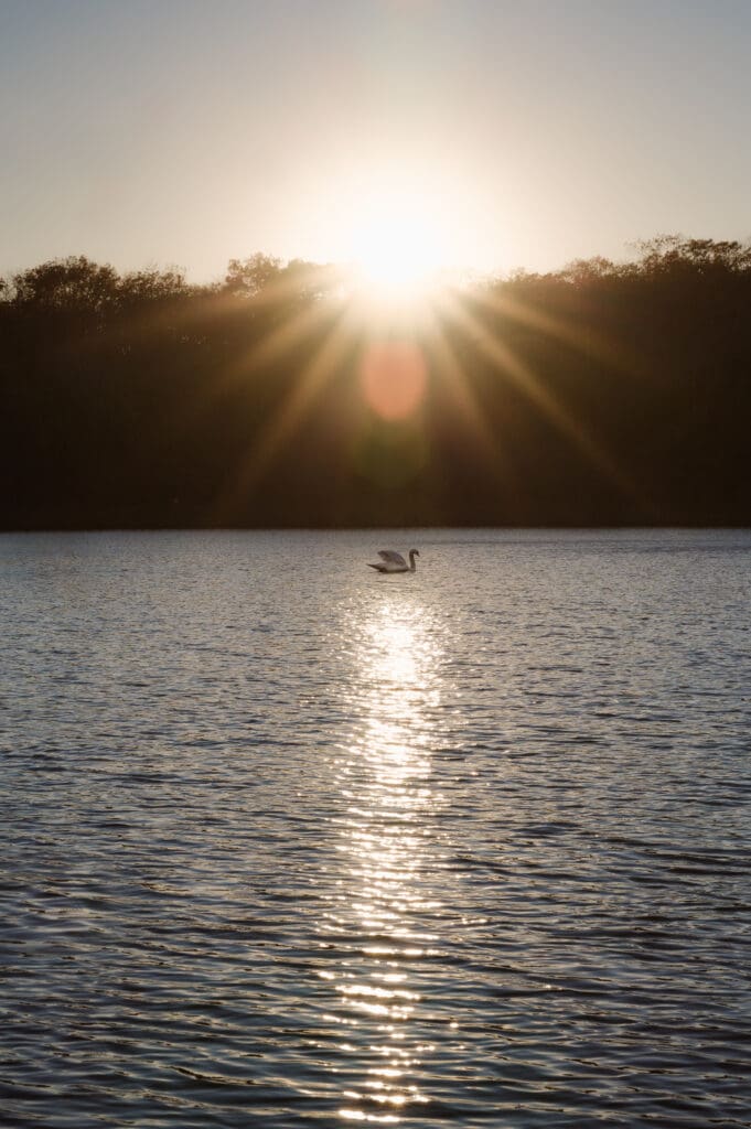 swan-at-wedding-photos-at-the-mill-lakeside-manor-by-suess-moments-wedding-photographer-nj