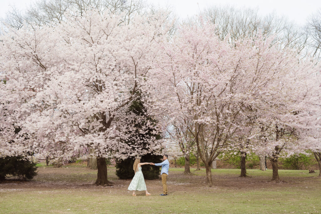 cherry blossoms at branch brook park
