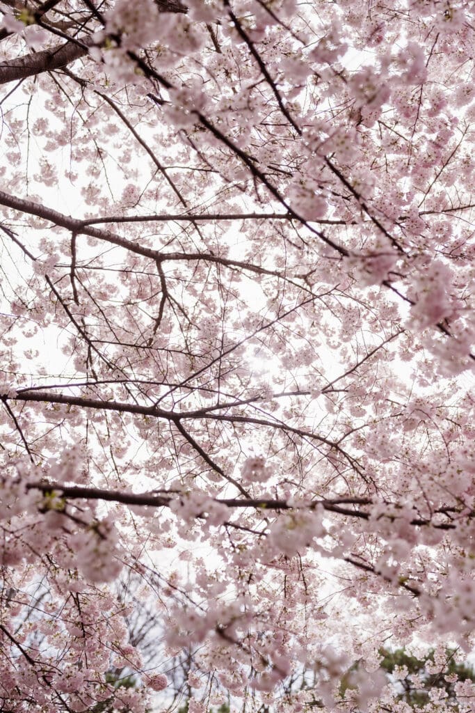 cherry-blossoms