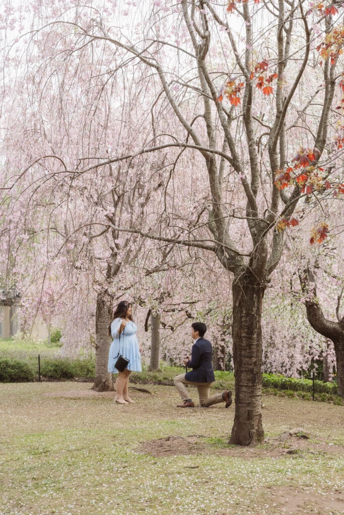 branch-brook-park-proposal-with-cherry-blossoms-by-nj-photographer-suess-moments