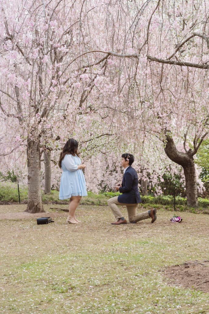 branch-brook-park-proposal-with-cherry-blossoms-by-nj-photographer-suess-moments