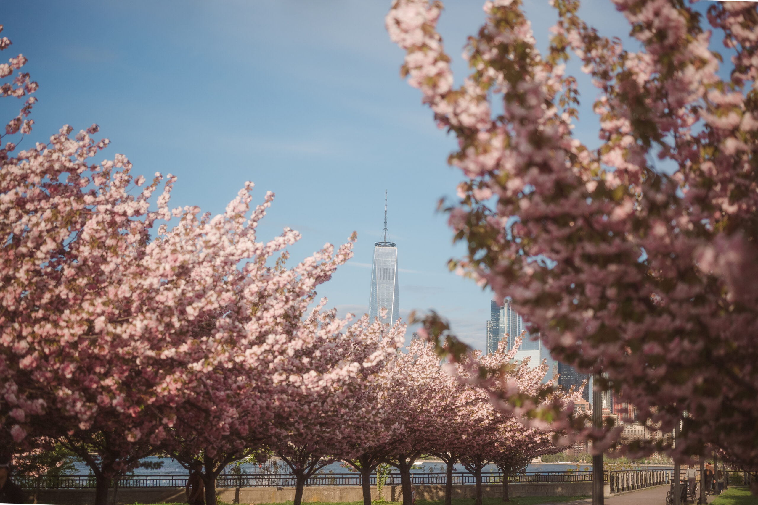 cherry blossoms at liberty state park jersey city nj